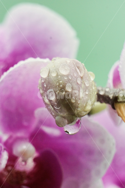호접란,서양난,꽃,접사,생화,화분,plant,nature,flower,초접사
