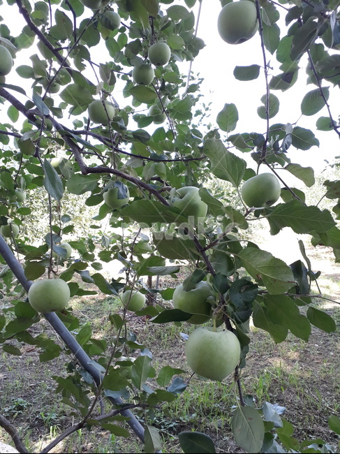 사과,과일,사과나무,과수원,apple