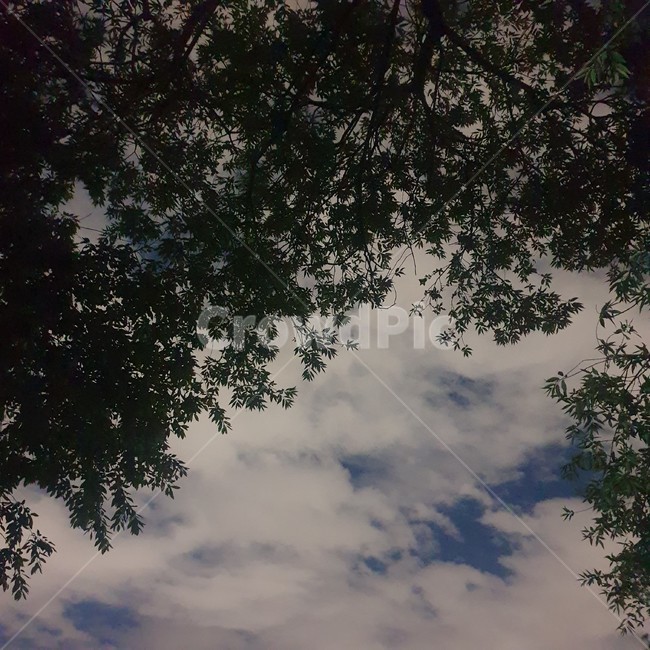저녁하늘,숲,나무,잎,자연,nature,자연,풍경,nature,landscape,tree,plant,식물