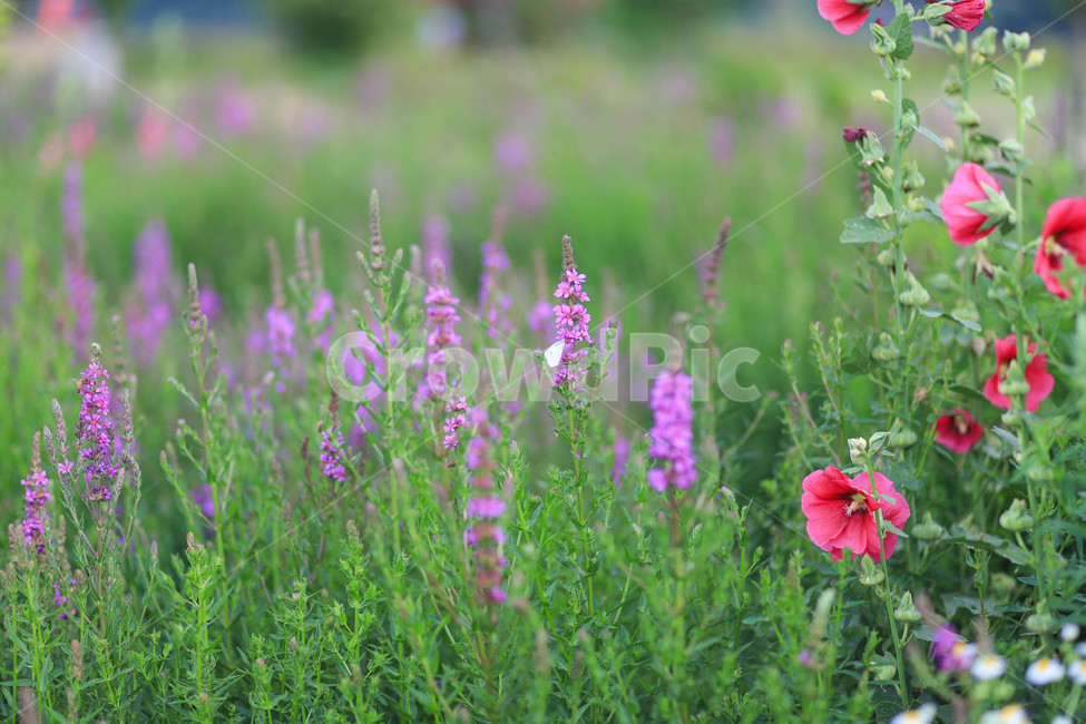plant,식물,blossom,flower,꽃,식물,자연,plants,nature,꽃,flower