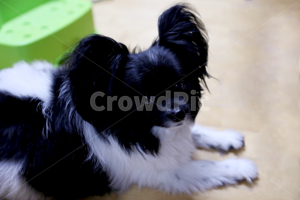 애견,강아지,귀여움,반려견,동물,개,dog,동물,animal,포유류,mammal,개,강아지,dog,doggy