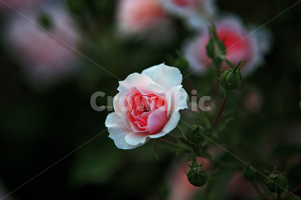 blossom,꽃,plant,식물,rose,장미,flower