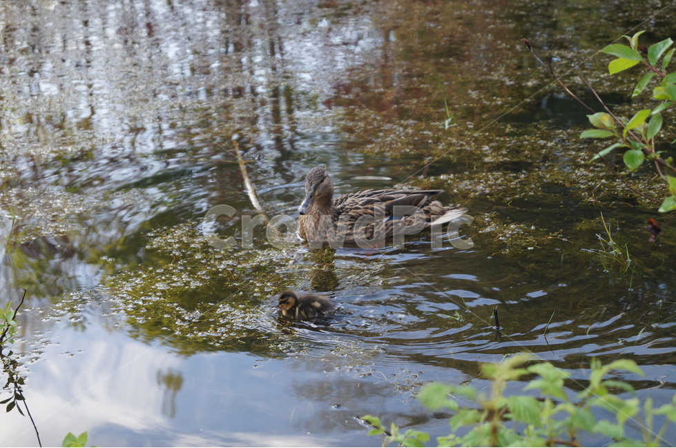 새,오리,water,물,bird,outdoors,동물,animal,조류,새,birds