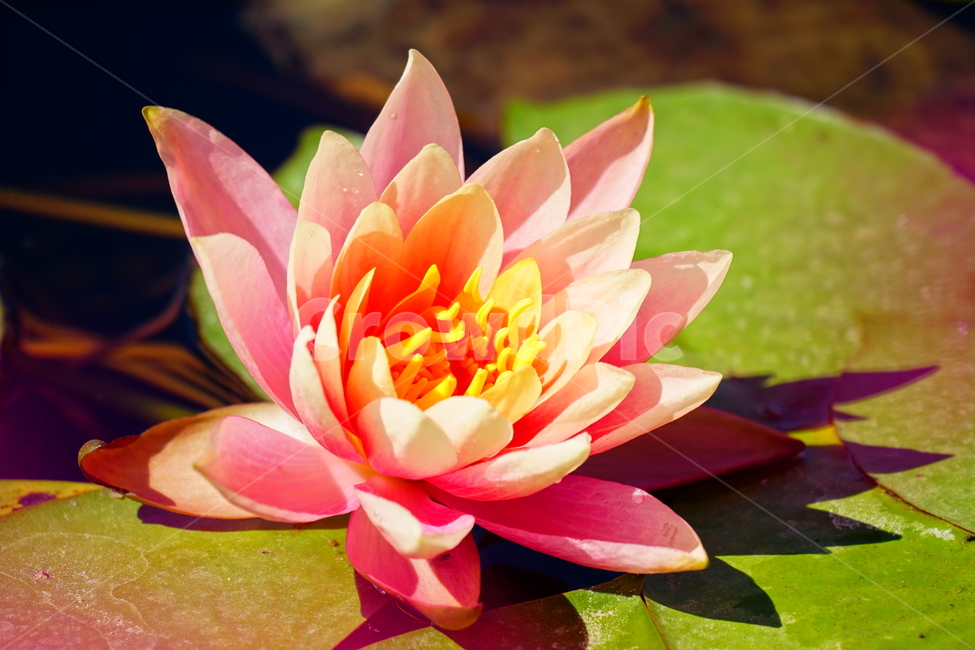 수련,연꽃,여름꽃,플라워,flower,lotus,waterlily,pondlìly,식물,자연,plant,nature,연못,연잎,연꽃잎,꽃,수생식물,pond,수중식물,여름,summer