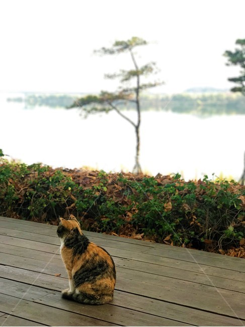 고양이,동물,강,나무,cat,river,자연,데크,동물,animal,포유류,mammal,고양이,cat,kitten,kitty