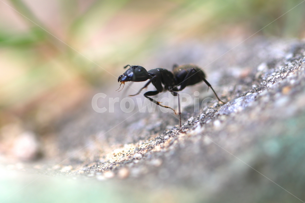 동물,곤충,개미,자연,왕개미,동물,animal,곤충,벌레,insect,bug