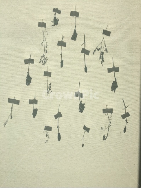 그림자,실루엣,식물,꽃,건조,배경