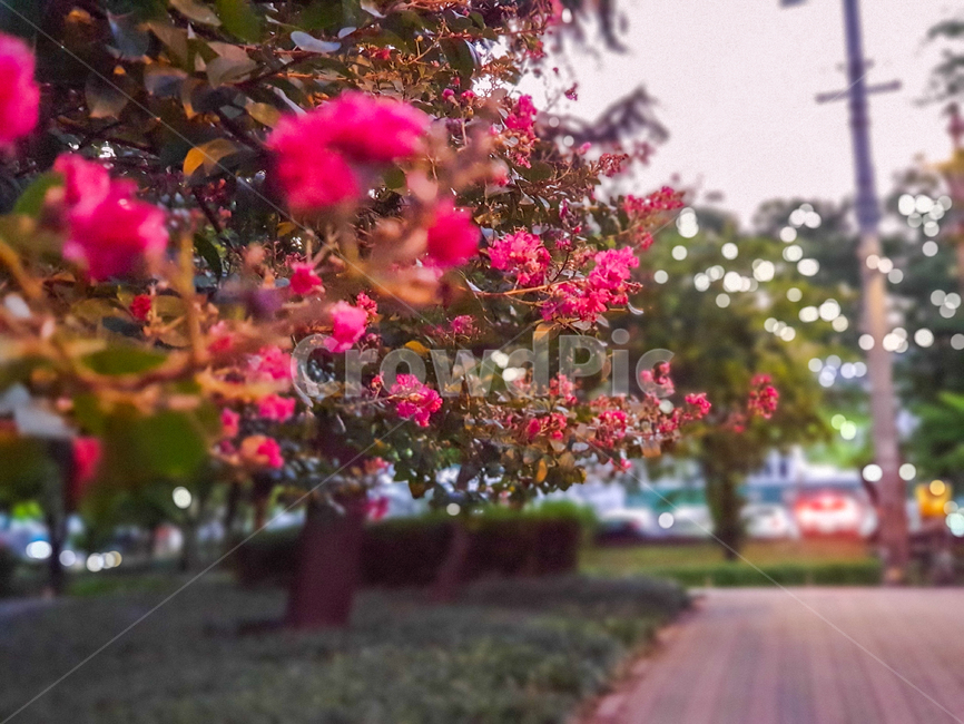 plant,식물,꽃,자연,감성,감성사진,꽃사진,색감,붉은색,자연사진