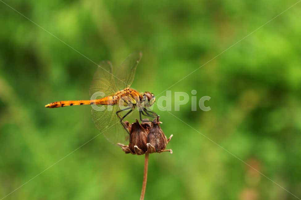 잠자리,동물,곤충,dragonfly,bug,동물,animal,곤충,벌레,insect,bug
