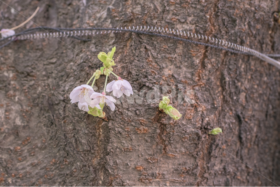 봄,벚꽃,벚나무,분홍색,꽃송이,봄,계절,spring,season,식물,자연,plants,nature,꽃,flower,plant