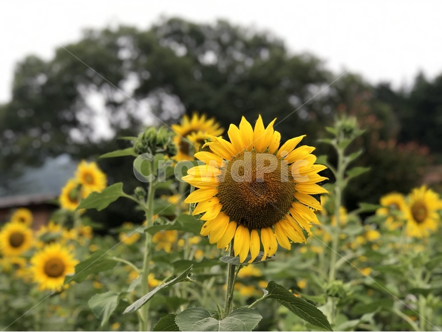 꽃,해바라기,노란,여름,해바라기꽃,자연,여름,계절,summer,season,가을,fall,autumn,식물,자연,plants,nature,꽃,flower,plant,blossom