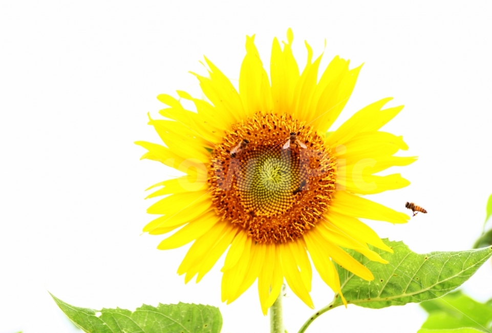 꽃,벌,식물,해바라기,곤충,식물,자연,plants,nature,꽃,flower,동물,animal,곤충,벌레,insect,bug