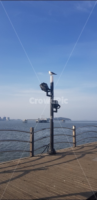 바다,낮,갈매기,전봇대,하늘
