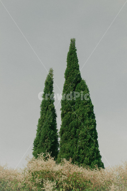 tree,나무,plant,식물,abies,소나무,전나무,나무,trees,wood