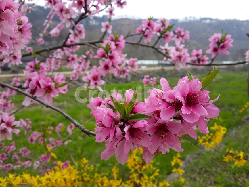 복사꽃,핑크,꽃,풍경,봄,개나리,밭,식물,자연,plants,nature,꽃,flower