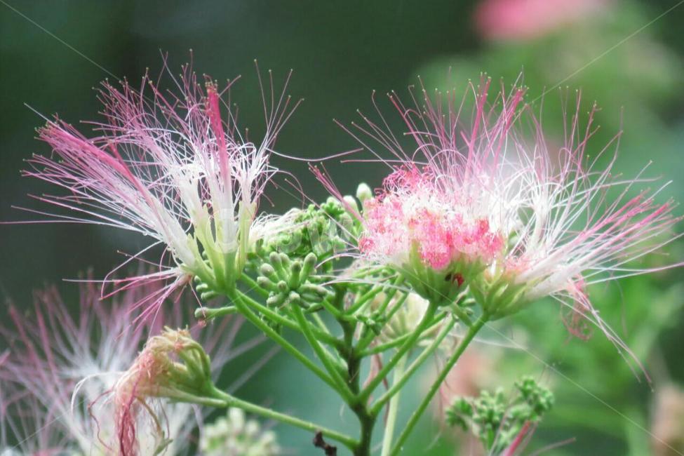 꽃,나무,여름,자귀나무,공원,식물,자연,plants,nature,꽃,flower