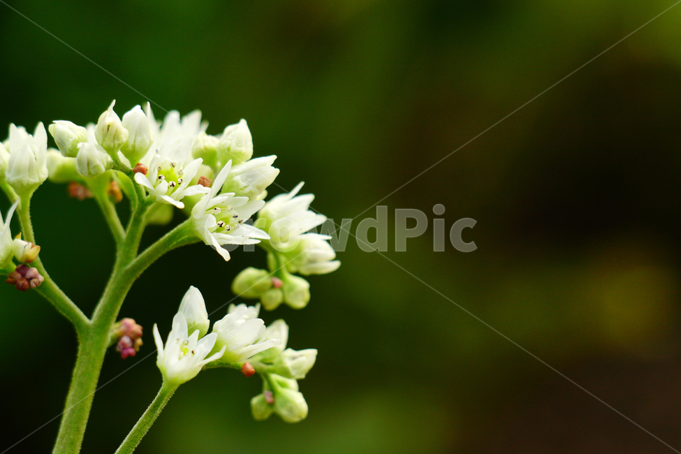 모과나무,봄꽃,한국자연,꽃,꽃사진,플라워,flower,봄,spring,식물,plants,자연,nature,풍경,landscape,계절,season,snap,스냅,접사,macro,closeup,클로즈업,감성사진,감성,힐링,healing,느낌,feel,feeling,꽃밭,화단,나무,나뭇가지,tree,꽃봉오리,4월,April,봄,계절,spring,season,식물,자연,plants,nature,꽃,flower,plant