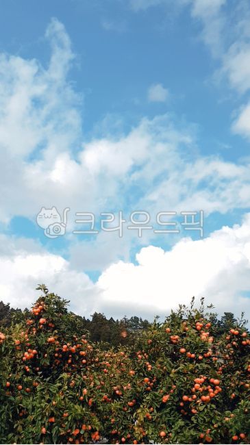 mandarin,basalt,fruit,jeju island,stonewall,tangerines