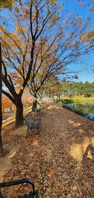tree,나무,plant,식물,가을,자연,풍경,nature,landscape