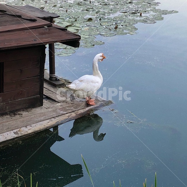거위,호수속거위,호수,자연동물,연꽃