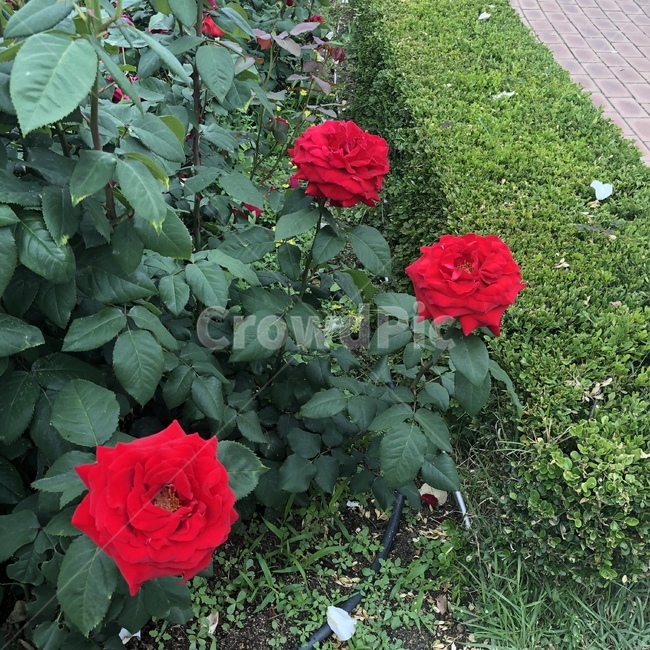 장미,꽃,로즈,식물,풍경