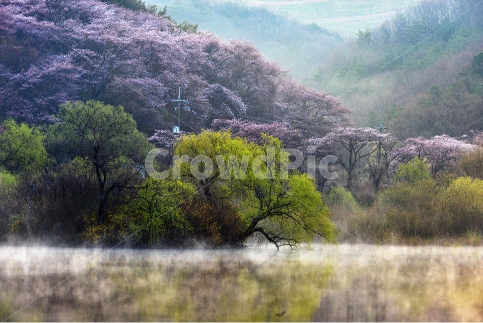 몽환,안개,자연경관,풍경,물,산,음산,적막,고요,아름다운,자연풍경,조용,봄,계절,spring,season,자연,풍경,nature,landscape,한국자연풍경,한국자연경관,korea nature landscape,plant,식물