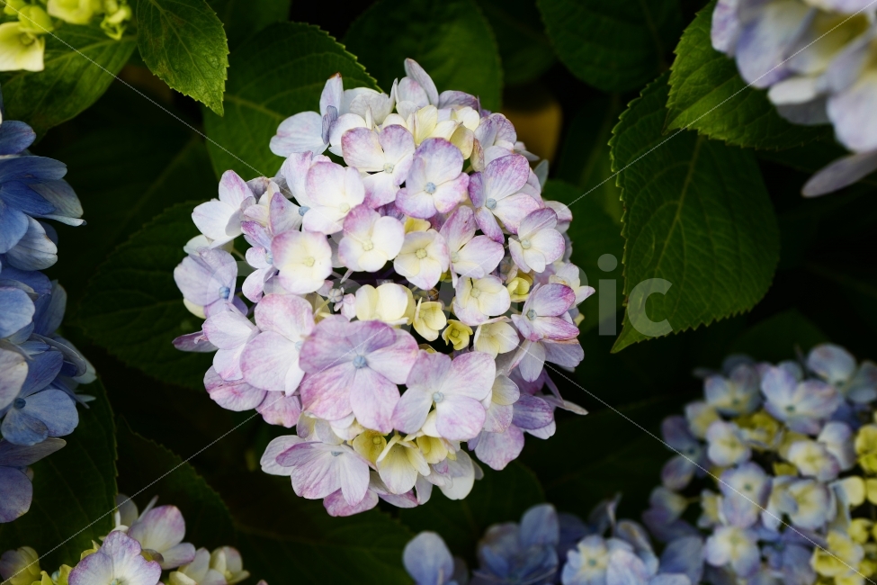 수국,꽃,수국길,제주도,여행,힐링,자연,식물,자연,plants,nature,꽃,flower