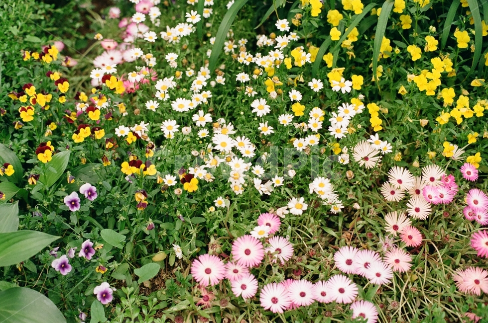 꽃,식물,자연,봄,들꽃,flower,식물,자연,plants,nature,꽃,flower