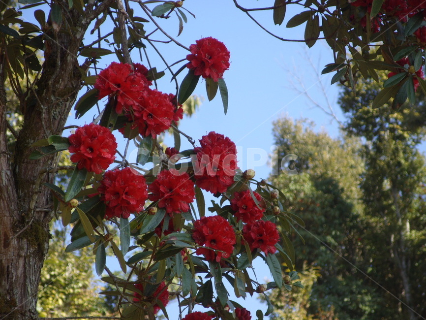 꽃,랄리구라스,네팔,봄꽃,빨간꽃,봄,빨강,flower,spring,nepal,식물,나무