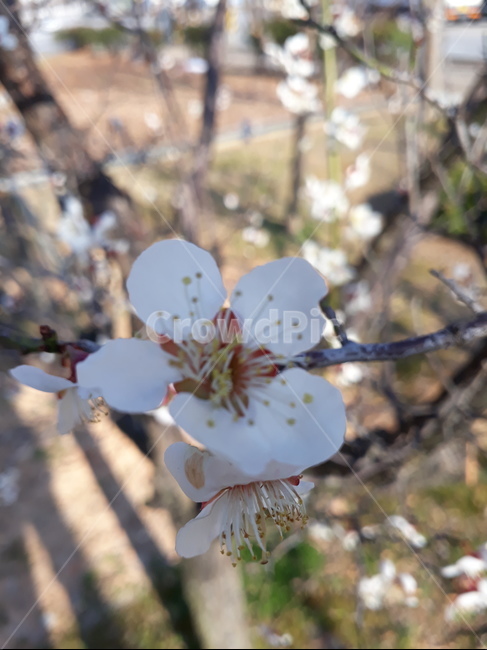 꽃,매화,flower,blossom,봄