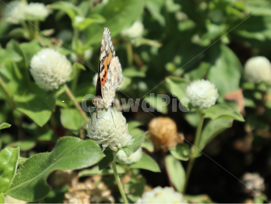 나비,날개접은,꽃위에,앉은,곤충,식물,자연,plants,nature,꽃,flower,곤충,벌레,insect,bug