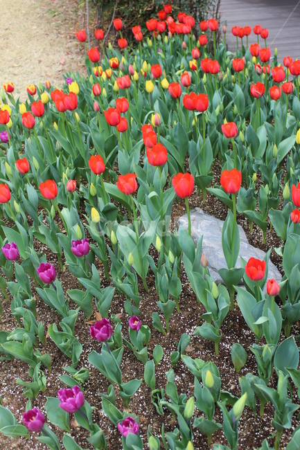 flower,꽃,tulip,튤립,빨간꽃,redflower,식물,자연,plants,nature,꽃,flower