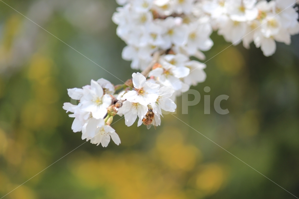 봄,벚꽃,꿀벌,꽃,자연,봄,계절,spring,season,식물,자연,plants,nature,꽃,flower,plant