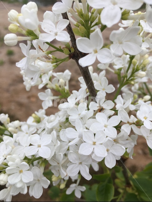 꽃,봄,봄꽃,라일락,흰라일락,흰꽃,하얀색꽃,봄,계절,spring,season,식물,자연,plants,nature,꽃,flower,plant,blossom