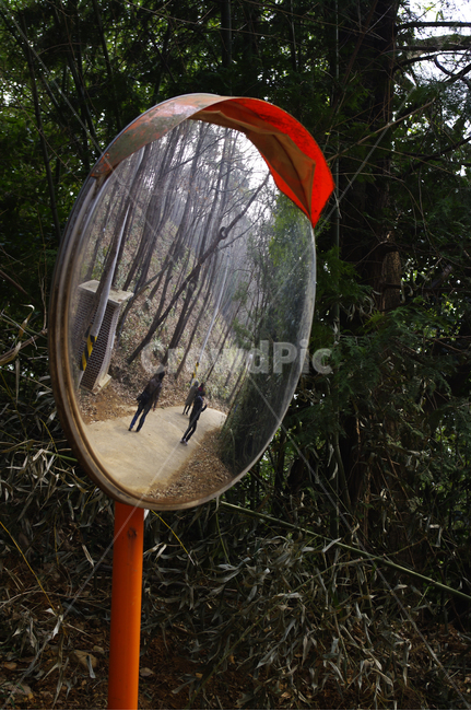 식물,나무,plant,tree,거울,mirror