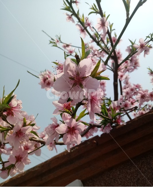 복숭아나무,복숭아꽃,과일나무,과일나무꽃,과일꽃,봄