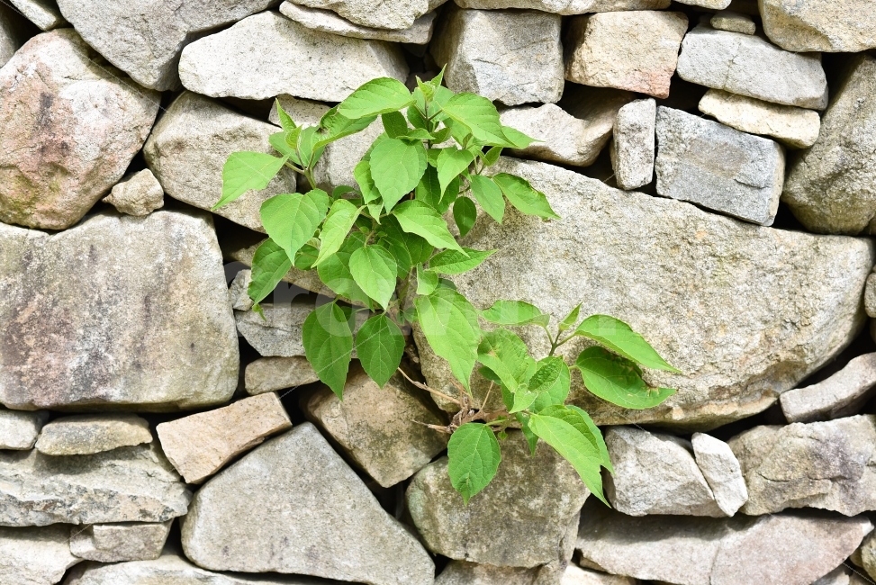 돌담,완도,청산도,풀,초록,식물,자연,plants,nature