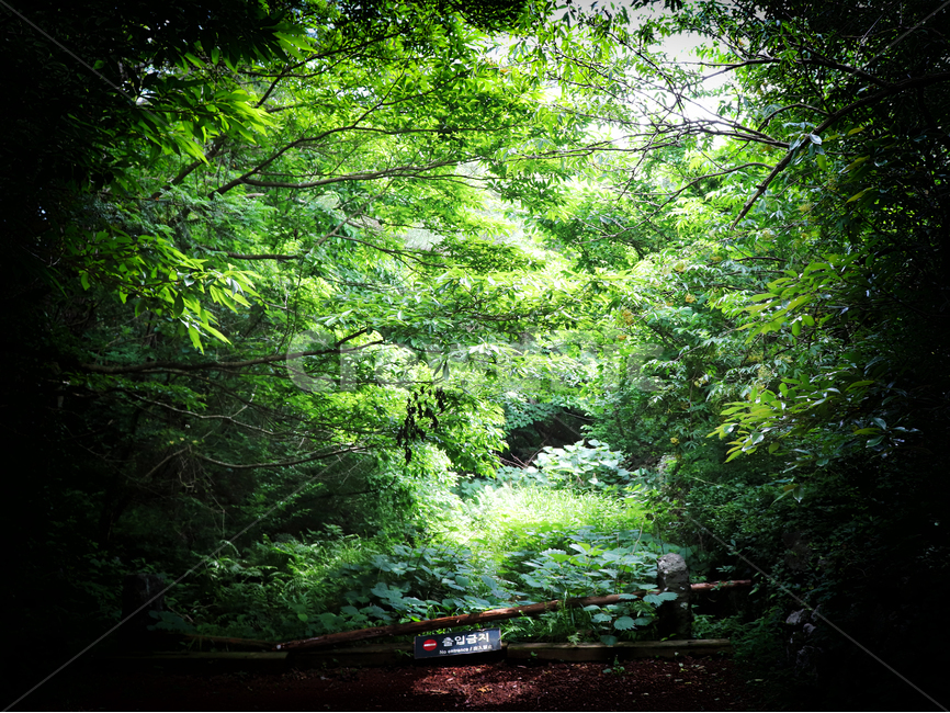 제주도,비자림,금지구역,숲,관광지,접근금지,호기심,산림욕,산택,여름,나무,초록색,입구,무서움,동화같은,jeju,bijarim,자연,잡초,풀숲,자연,풍경,nature,landscape,제주도,jeju,jeju island,vegetation,초목,plant,식물,outdoors,옥외,land,땅,tree,woodland,삼림지,forest