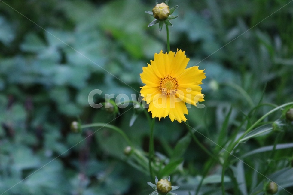 꽃,식물,자연,노랑,초록,flower,plants,nature,yellow,green,hana,shokubutsu,kiiro,midori,식물,자연,plants,nature,꽃,flower