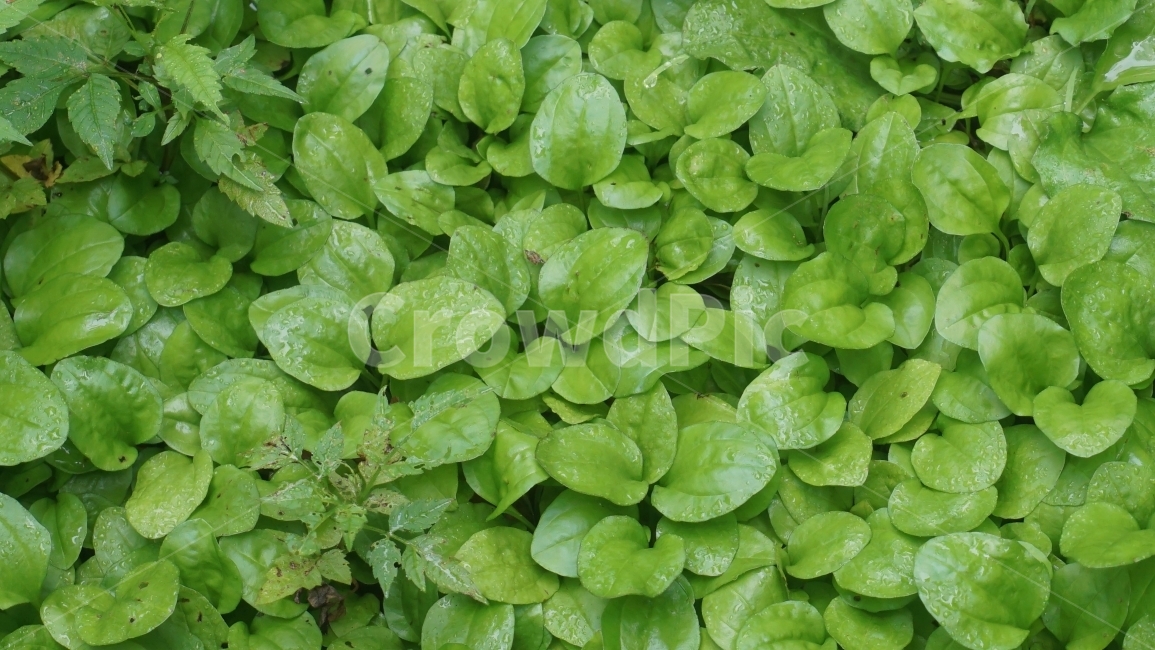 감성사진,새싹,초록,연두,색깔,여행사진,설악산,자연사진,식물,자연,plants,nature