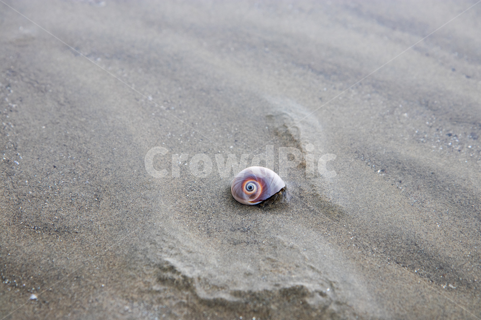 소라게,hermitcrab,갯벌,wetland,서해,달팽이,해변,바다,beach,sea