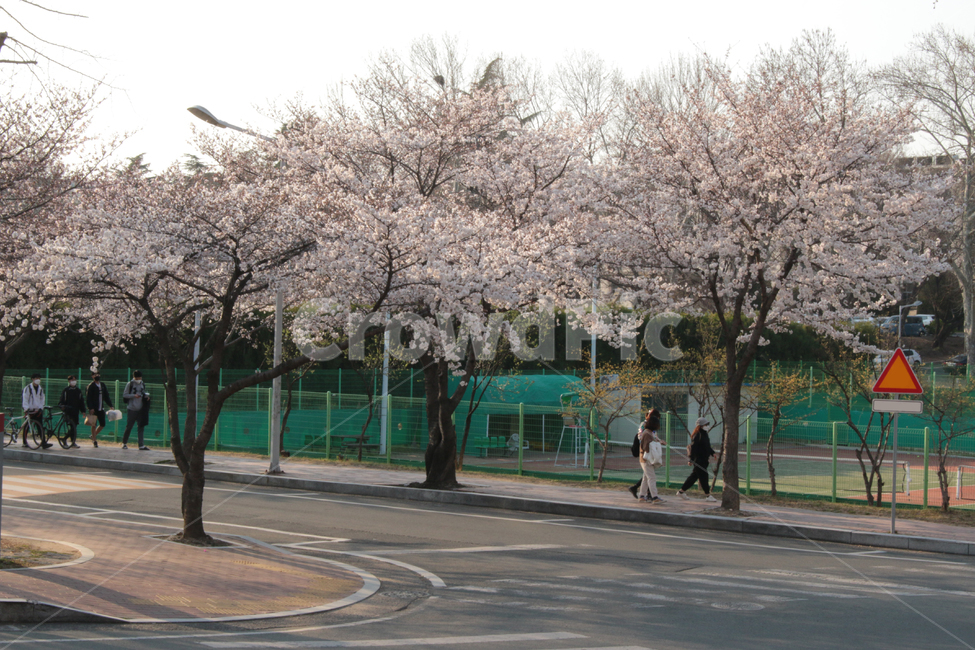 human,식물,인간,person,사람,plant,벚꽃,벚나무,행인,대구,경북대,경북대학교,산격동,캠퍼스,대학교