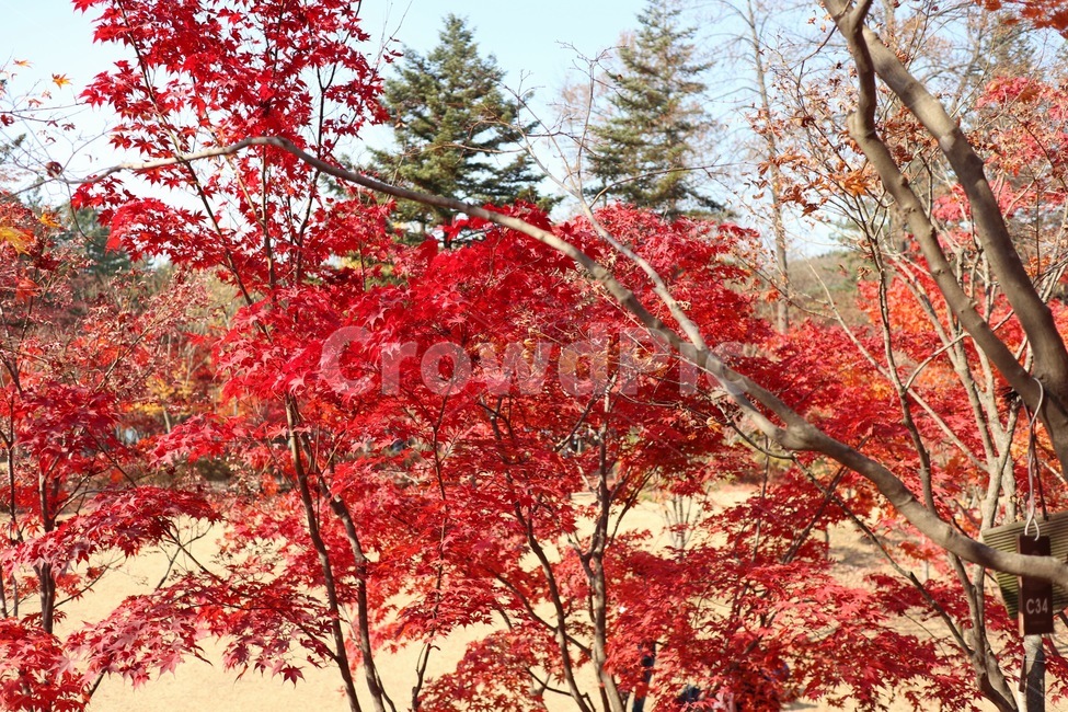 나무,단풍,식물,빨간,가을,가을,계절,fall,autumn,season