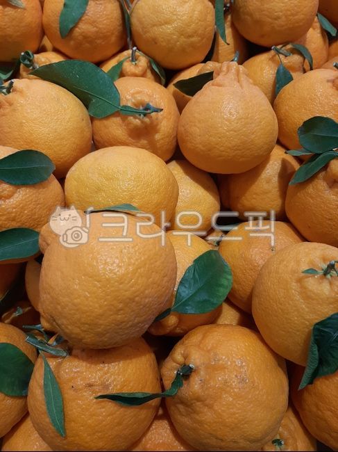 mandarin,citrus fruits,fruit,snack,box,Box,Hallabong,food,tangerines,citrusfruit,dessert
