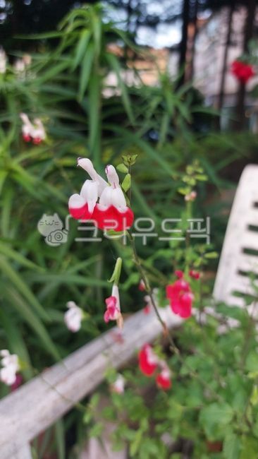 hotlipssage,root plant,perennial,Hot Lip Sage,Lamiaceae,hurb,flower,Herb,perennialroot,plant,salviamicrophylla,perennialplant,Cherry sage