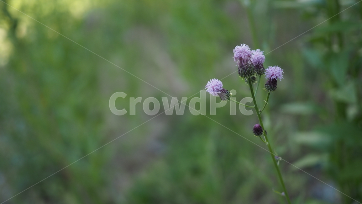 야생화,꽃,아웃포커스,보라색,wildflower,flower,식물,자연,plants,nature,꽃,flower