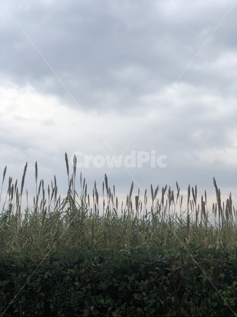 grass,잔디,plant,식물,lawn,갈대,하늘,구름