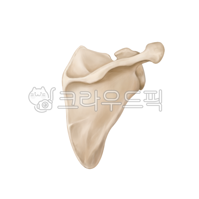 허리,허리뼈,요추,골반,갈비뼈,어깨,견갑골,척추,흉추,꼬리뼈,spine,lumbarspine,pelvic,illiac,rib,scapular,surgery,neurosurgery,orthopedic,bones,humanbones,skeleton,medicalillustration,thoracicspine