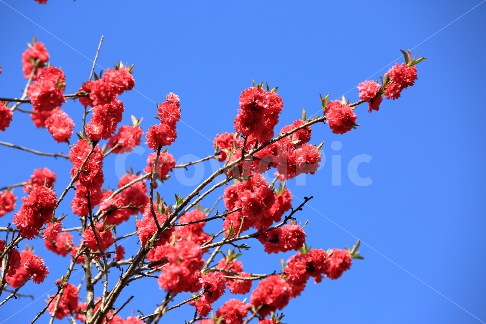 꽃,식물,배경,사진,웹,페이지,벚꽃,색감,빨간,RED,자연,식물,자연,plants,nature,봄,계절,spring,season,꽃,flower,plant