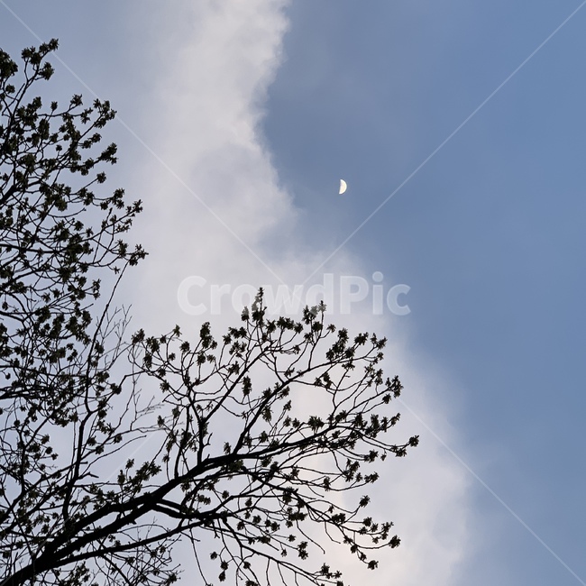 하늘,달,나무,구름,슈가슈가룬,미지,황홀,그림자,sky,moon,tree,twilight,길거리